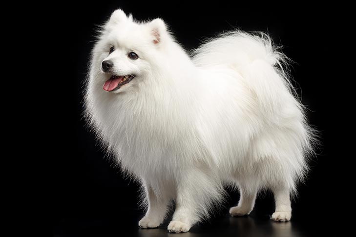 تصویر جاپانیز اشپیتز (Japanese Spitz)